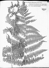 Image of Athyrium filix-femina